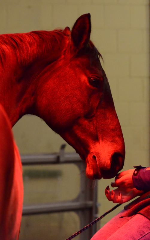 ihr Pferd in gute Hände geben
